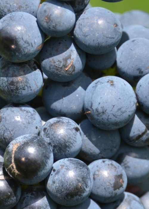 Cabernet Carol ANT 5364b